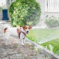 Portrait of cute happy dog Jack Russell Terrier playing with water in courtyard at summer day Royalty Free Stock Photo