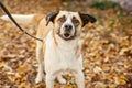 Portrait of cute happy dog playing in autumn park. Adoption from shelter concept. Mixed breed yellow brown dog. Sweet dog in Royalty Free Stock Photo