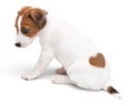 Portrait cute happy puppy dog jack russell terrier isolated on white background. Jack russell with a heart-shaped spot. Royalty Free Stock Photo