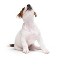 Portrait cute happy puppy dog jack russell terrier playing and howls like a wolf isolated on white background. Royalty Free Stock Photo