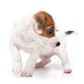 Portrait cute happy puppy dog jack russell terrier playing isolated on white background. Royalty Free Stock Photo