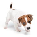 Portrait cute happy puppy dog jack russell terrier playing isolated on white background. Royalty Free Stock Photo