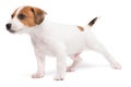 Portrait cute happy puppy dog jack russell terrier playing isolated on white background. Royalty Free Stock Photo