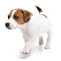 Portrait cute happy puppy dog jack russell terrier playing isolated on white background. Royalty Free Stock Photo