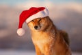 Portrait of cute and happy red shiba inu dog sitting in the field, wearing christmas santa claus hat at golden sunset Royalty Free Stock Photo