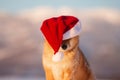 Portrait of cute and happy red shiba inu dog sitting in the field and wearing christmas santa claus hat at golden sunset Royalty Free Stock Photo