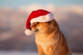 Portrait of cute and happy red shiba inu dog sitting in the field and wearing christmas santa claus hat at golden sunset Royalty Free Stock Photo