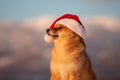 Portrait of cute and happy red shiba inu dog sitting in the field and wearing christmas santa claus hat at golden sunset Royalty Free Stock Photo
