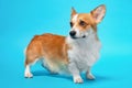 Portrait of cute healthy and happy smart pembroke welsh corgi wide open ears in the photo studio on the blue background