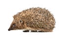 Portrait of a cute hedgehog