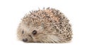 Portrait of a cute hedgehog