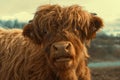 Portrait of a cute highland cattle.