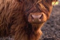 Portrait of a cute highland cattle. Royalty Free Stock Photo