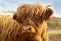 Portrait of a cute highland cattle. Royalty Free Stock Photo