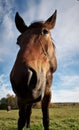 Portrait of horse colt at sky background Royalty Free Stock Photo