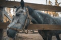 Portrait of cute horse head, beautiful dark stallion in the pen on ranch