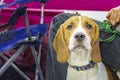 Portrait cute hound dog, attentive hunting doggy. Golden portrait hound on multicolored background. Hound portrait. Pedigree dog