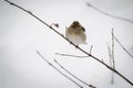 Portrait of cute hungry sparrow not used to cold temperatures and snowy winter, searching for food Royalty Free Stock Photo