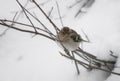 Portrait of cute hungry sparrow not used to cold temperatures and snowy winter, searching for food, on tree branch Royalty Free Stock Photo