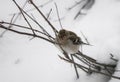 Portrait of cute hungry sparrow not used to cold temperatures and snowy winter, searching for food, on tree branch Royalty Free Stock Photo