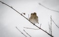 Portrait of cute hungry sparrow not used to cold temperatures and snowy winter, searching for food, on tree branch Royalty Free Stock Photo