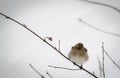 Portrait of cute hungry sparrow not used to cold temperatures and snowy winter, searching for food, on tree branch Royalty Free Stock Photo