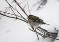 Portrait of cute hungry sparrow not used to cold temperatures and snowy winter, searching for food, on tree branch Royalty Free Stock Photo