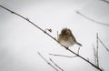 Portrait of cute hungry sparrow not used to cold temperatures and snowy winter, searching for food, on tree branch with w Royalty Free Stock Photo