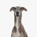 portrait of cute hunting dog with long neck looking forward Royalty Free Stock Photo