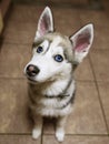 Portrait of a cute husky dog with blue color eyes. Brown tile background. Selective focus. Home pet concept Royalty Free Stock Photo