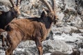 Portrait of cute ibex in winter season outdoors Royalty Free Stock Photo