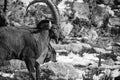 Portrait of cute ibex in winter season outdoors Royalty Free Stock Photo