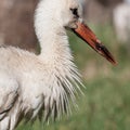 Cute injured fluffy young stork portrait