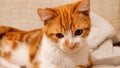Cute and innocent orange tabby kitten looks attentively at the empty space Royalty Free Stock Photo