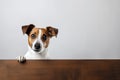 Portrait of a cute jack russel puppy looking around the corner of a white empty board, AI Generated Royalty Free Stock Photo