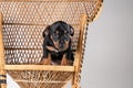 A portrait of a cute Jack Russell Terrier dog, standing on a rattan chair, isolated on a white background Royalty Free Stock Photo