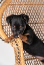 A portrait of a cute Jack Russell Terrier dog, standing on a rattan chair, isolated on a white background Royalty Free Stock Photo