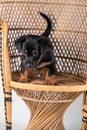 A portrait of a cute Jack Russell Terrier dog, standing on a rattan chair, isolated on a white background Royalty Free Stock Photo