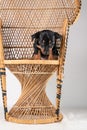 A portrait of a cute Jack Russell Terrier puppy sitting on a rattan chair, isolated on a white background Royalty Free Stock Photo