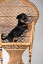 A portrait of a cute Jack Russell Terrier puppy, standing on hind legs on a rattan chair, isolated on a white background Royalty Free Stock Photo