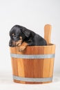 A portrait of a cute Jack Russel Terrier puppy, in a wooden sauna bucket, isolated on a white background Royalty Free Stock Photo