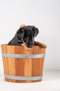 A portrait of a cute Jack Russel Terrier puppy, in a wooden sauna bucket, isolated on a white background Royalty Free Stock Photo