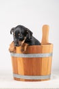 A portrait of a cute Jack Russel Terrier puppy, in a wooden sauna bucket, isolated on a white background Royalty Free Stock Photo