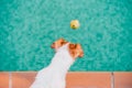 Portrait of cute jack russell dog smiling outdoors sitting by the pool, looking for his toy ball. summer time Royalty Free Stock Photo