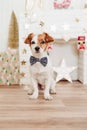 Portrait of cute jack russell dog wearing bow tie over christmas decoration at home or studio. Christmas time, december, white