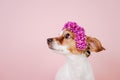 Portrait of cute jack russell dog wearing a crown of flowers over pink background. Spring or summer concept