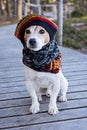 Portrait of cute jack russell dog wearing in knitted beret