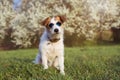 PORTRAIT CUTE JACK RUSSELL DOG WEARING SUMMER GLASSES AGAINST FLORAL SRPING BACKGROUND Royalty Free Stock Photo