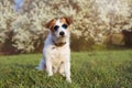 PORTRAIT CUTE JACK RUSSELL DOG WEARING SUMMER GLASSES AGAINST FLORAL SRPING BACKGROUND