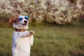 PORTRAIT CUTE JACK RUSSELL DOG WEARING SUMMER GLASSES STANDING ON TWO HIND LEGS AGAINST FLORAL SRPING BACKGROUND Royalty Free Stock Photo